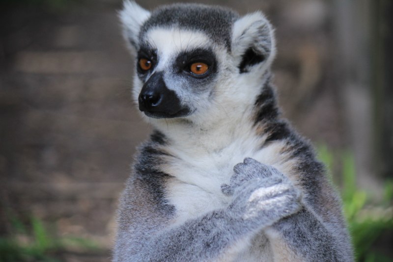 Домашний лемур галаго