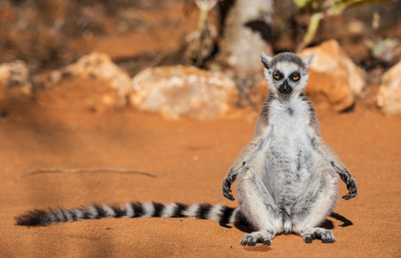 Кольцехвостый лемур
