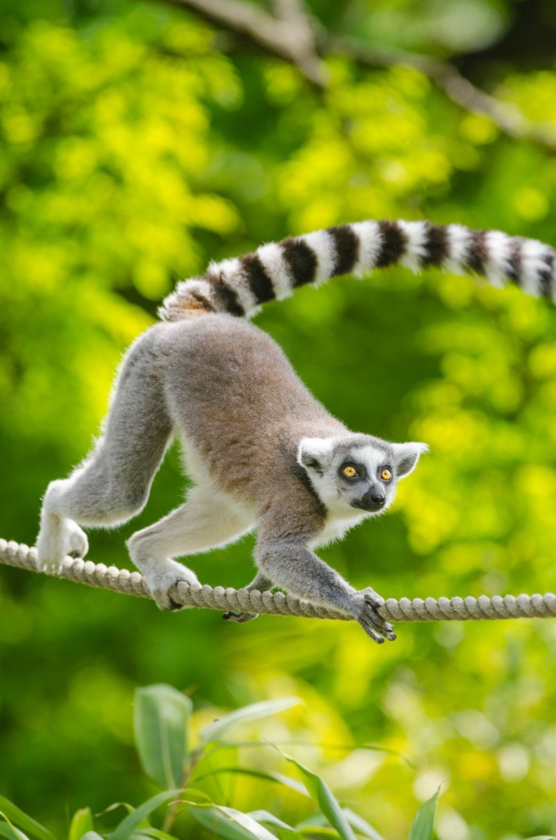 Лемур галаго