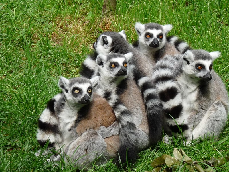 Lemur catta