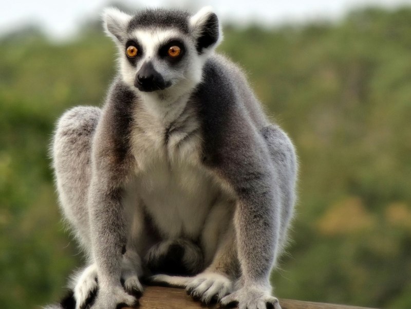 Кольцехвостый лемур
