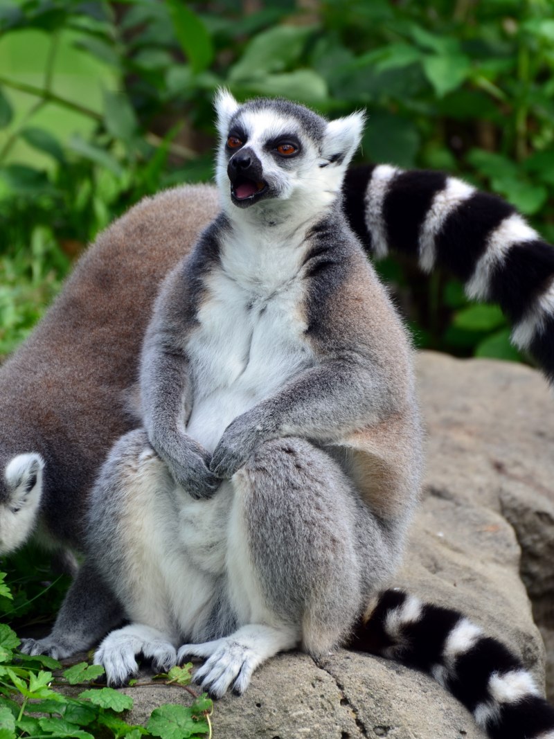 Кошачий лемур катта