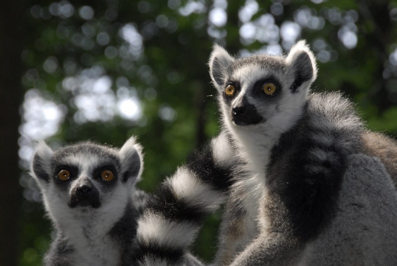 Кольцевидный лемур