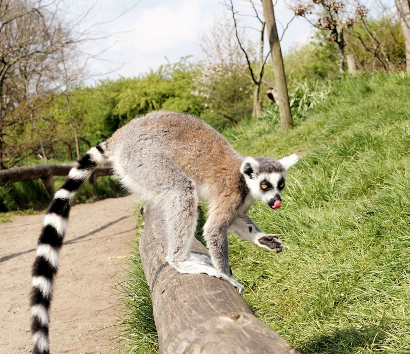 Lemur catta