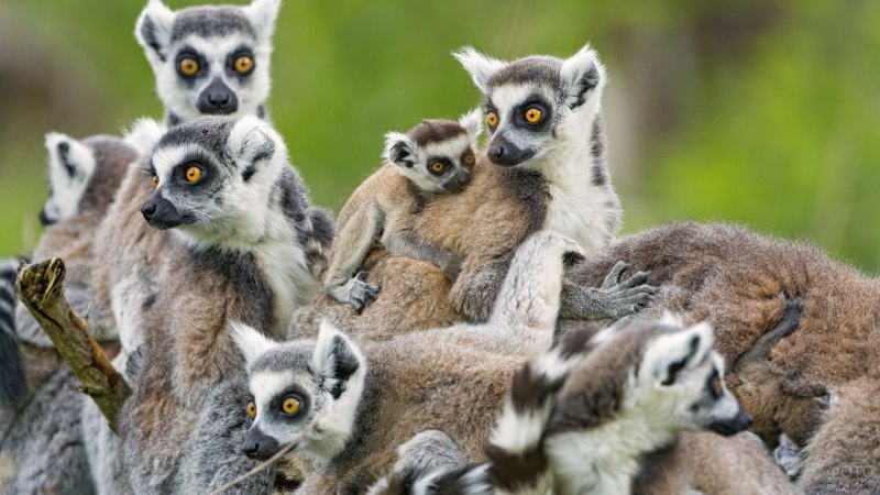 Лемуры галаго: ареал