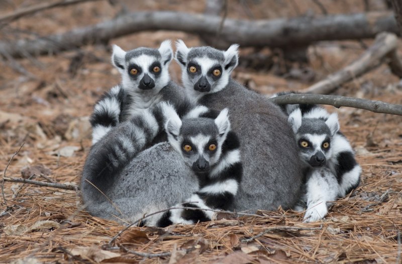 Lemur catta