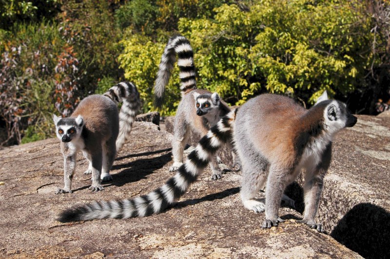 Кошачий лемур Мадагаскар