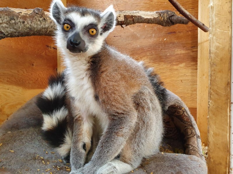 Лемур галаго