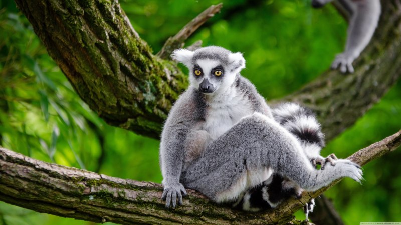 Краснолобый лемур