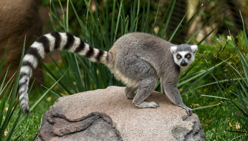 Кольцехвостый (кошачий) лемур