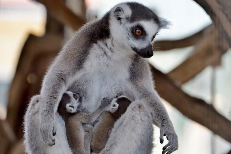 Лемур галаго малыш