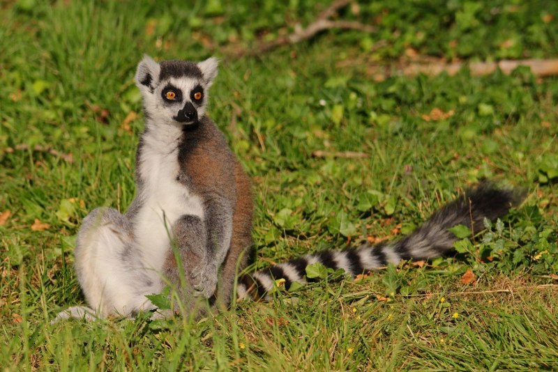 Lemur catta