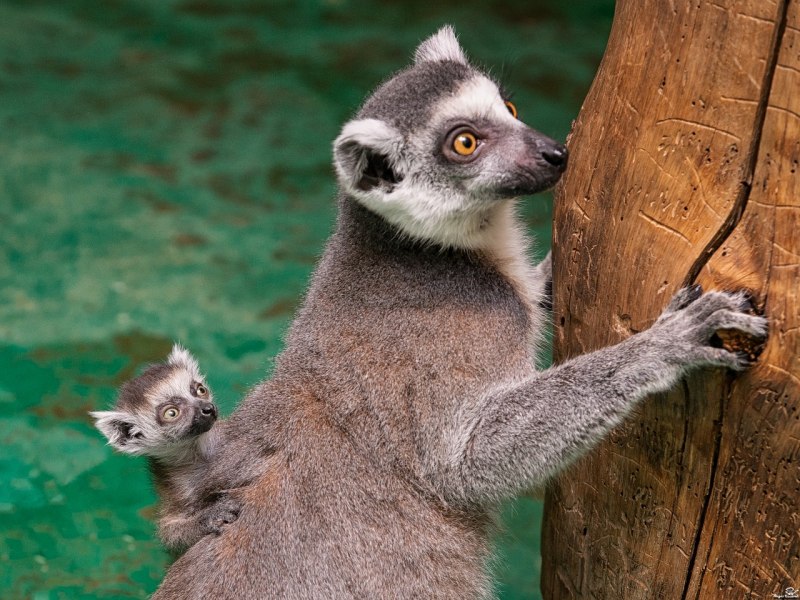 Лемур галаго малыш