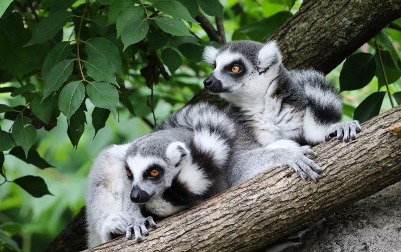 Кошачий лемур катта