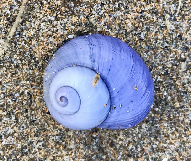 Янтина Йонгсма