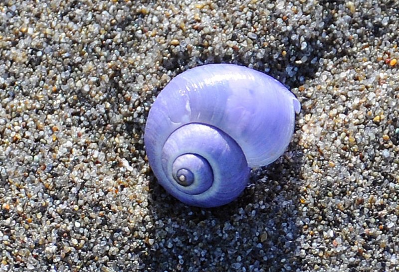 Янтина ломкая