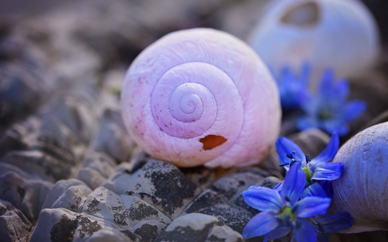 Двужаберные головоногие моллюски