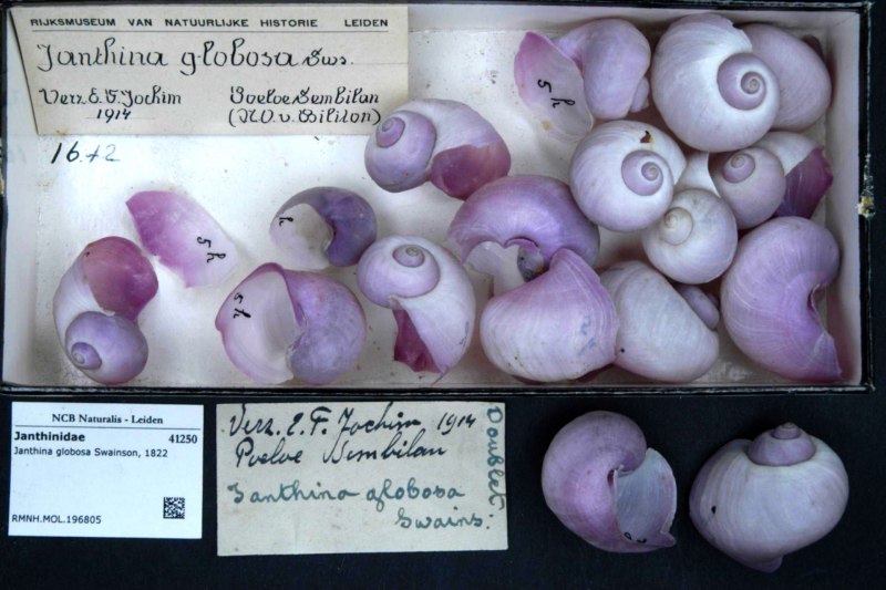 Ракушка карандашом