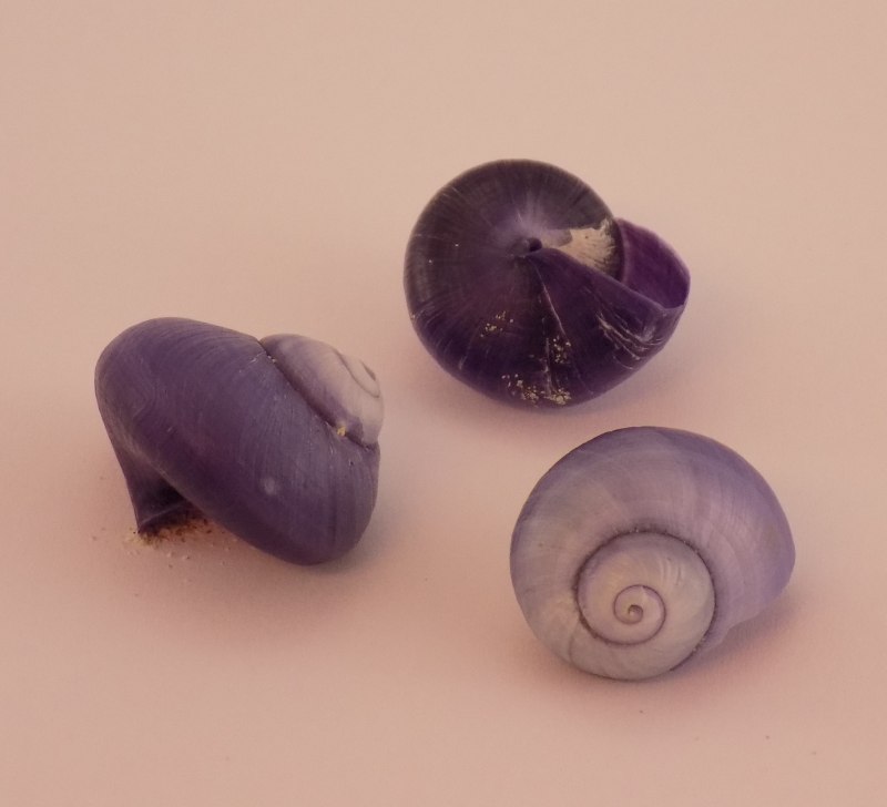 Голубой дракон Томар Португалия