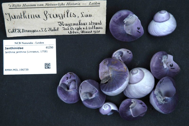 Морской СЛИЗНЯК Голожаберник