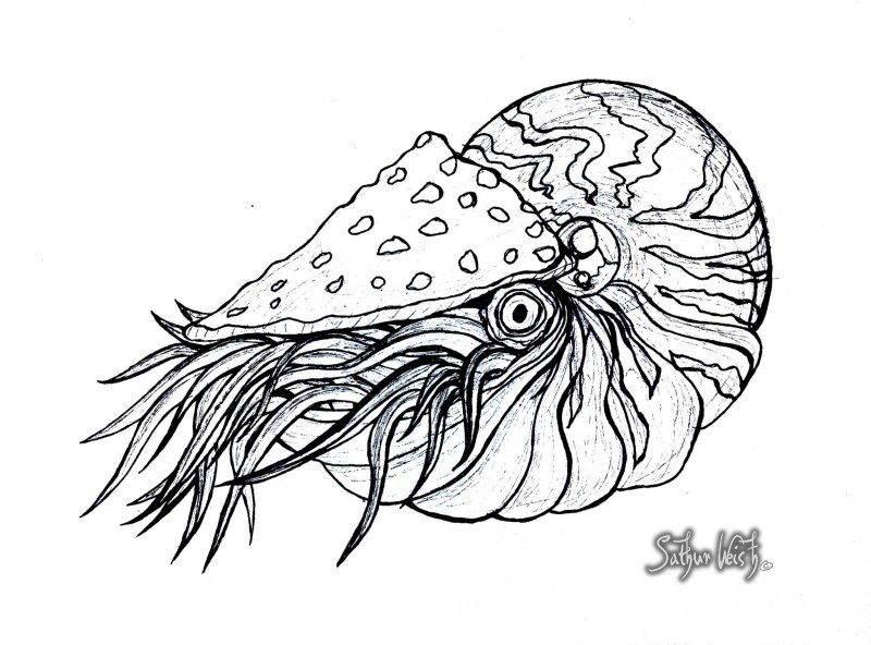 Мидия морская раковина