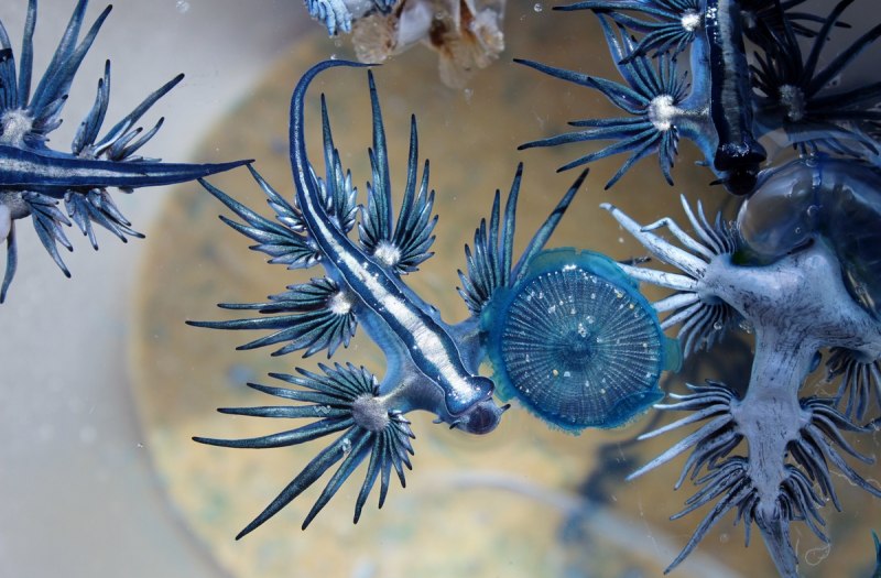 Bufonaria perelegans