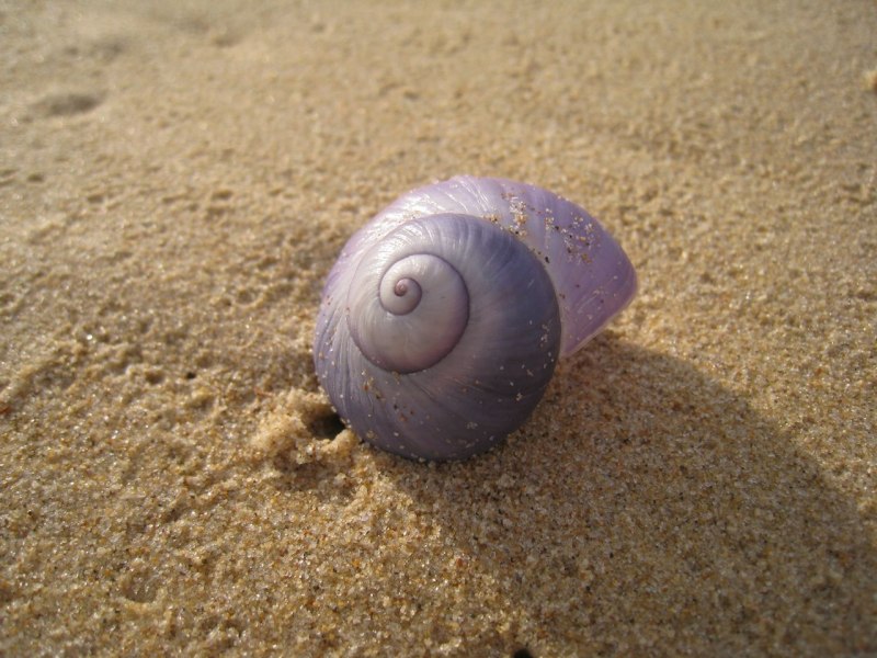 Фиолетовая улитка janthina SP