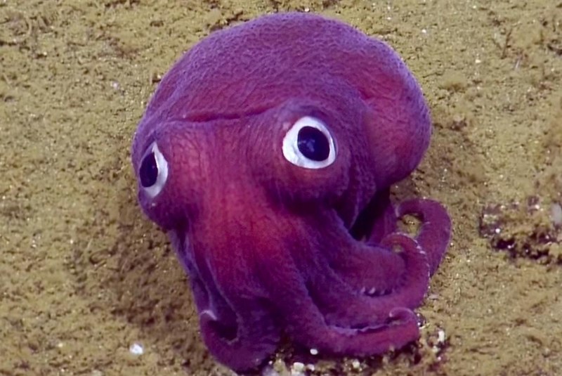 Улитка катушка и Лужанка