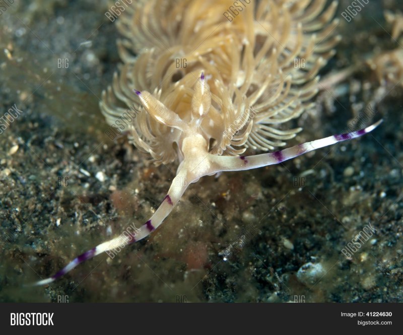 Улитка Огненная хемиплекта