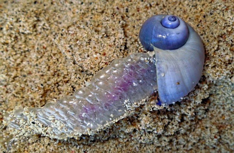 Янтина ломкая улитка