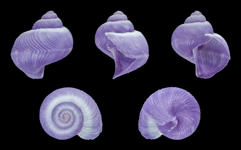 Фиолетовая улитка janthina SP