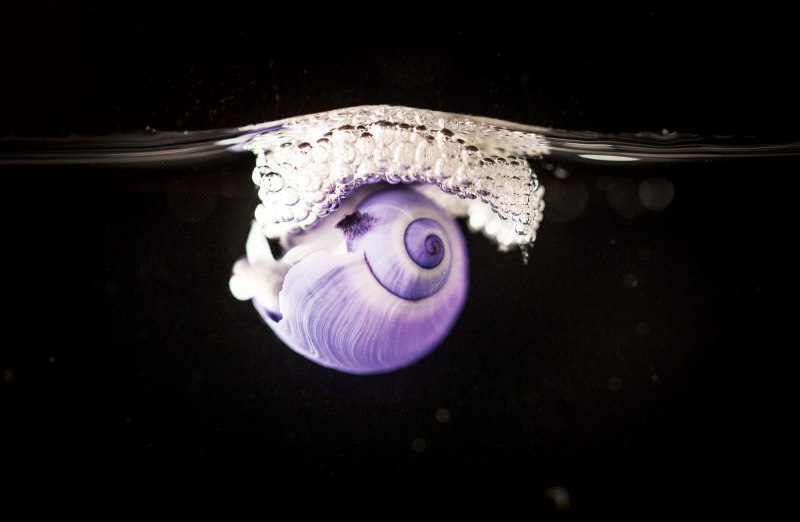 Улиточный пурпур