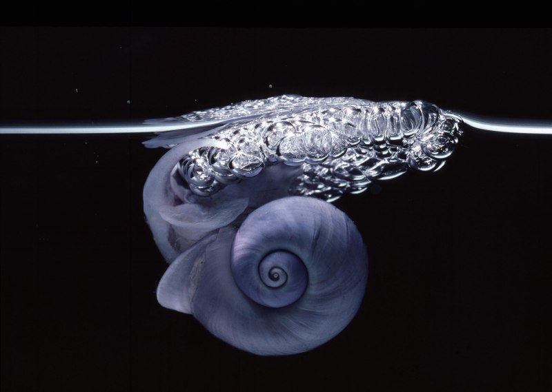 Янтина ломкая улитка