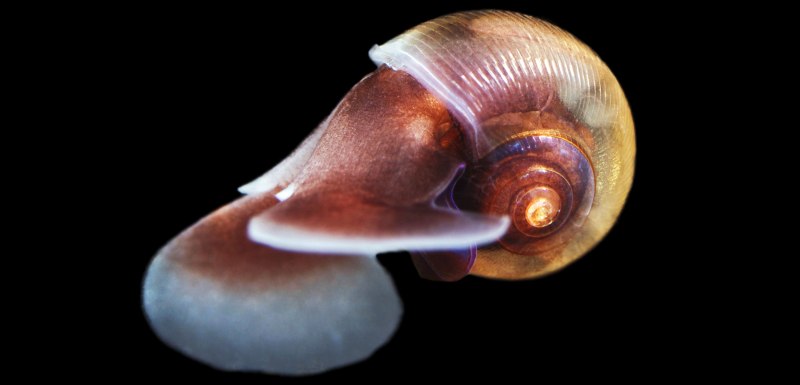 Раковина морская тридактна