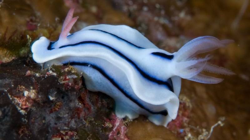 Морские улитки моллюски