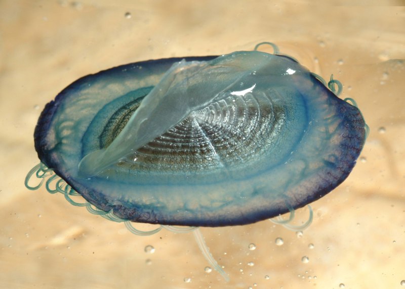 Необычные ракушки