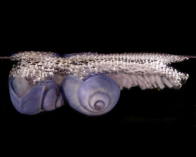 Янтина ломкая