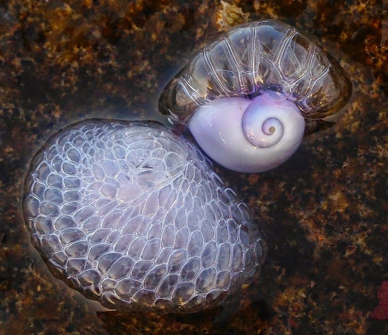 Янтина ломкая