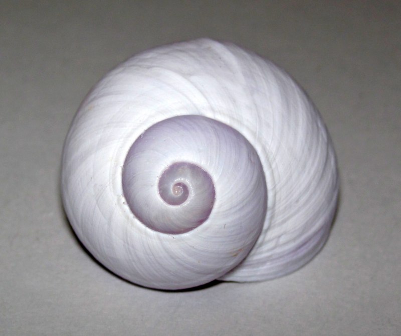 Синяя улитка