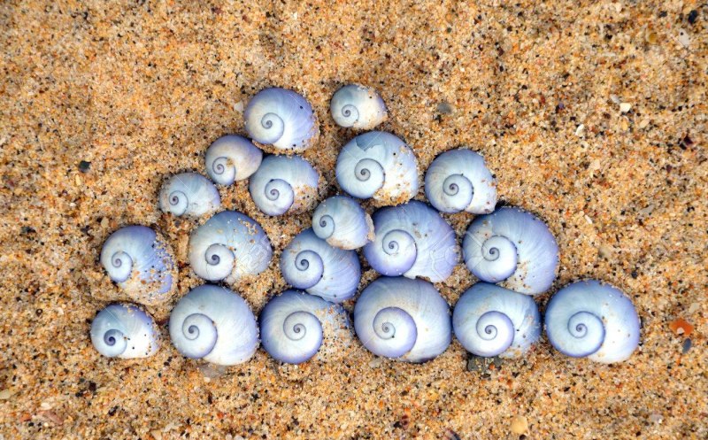 Сифиноры Velella