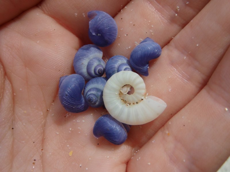 Янтина Пеперкамп