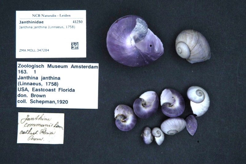 Голожаберные моллюски голубой ангел