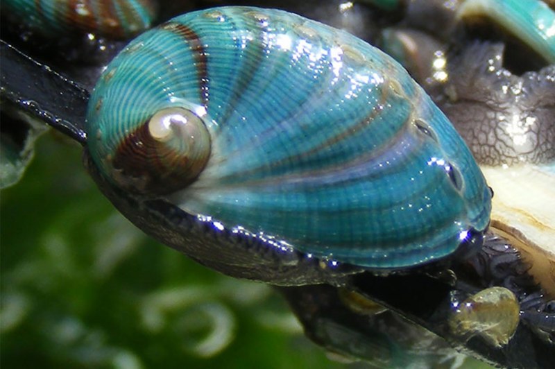 Медуза Ракушка