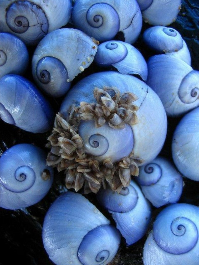 Синекольчатый осьминог