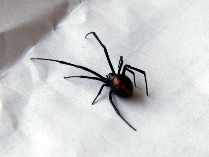 Каракурт черная вдова