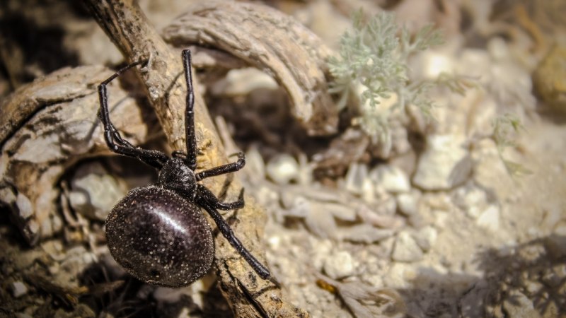 Каракурт паук кокон