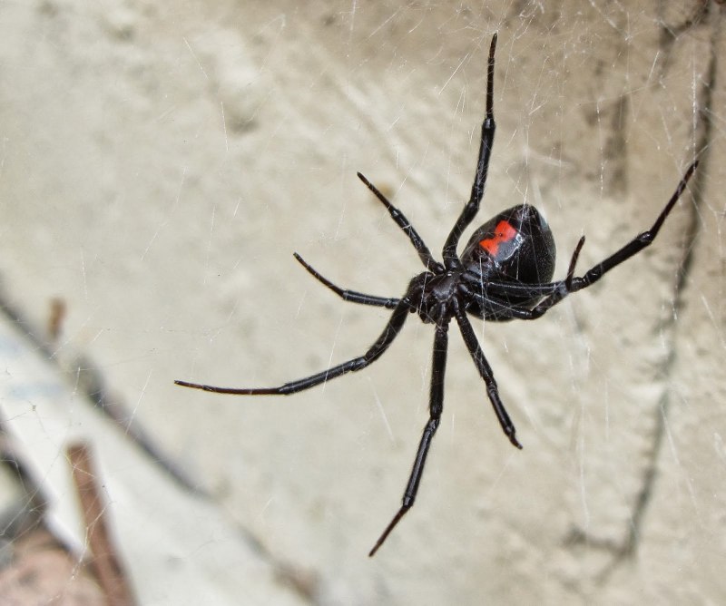 Крымский паук Каракурт