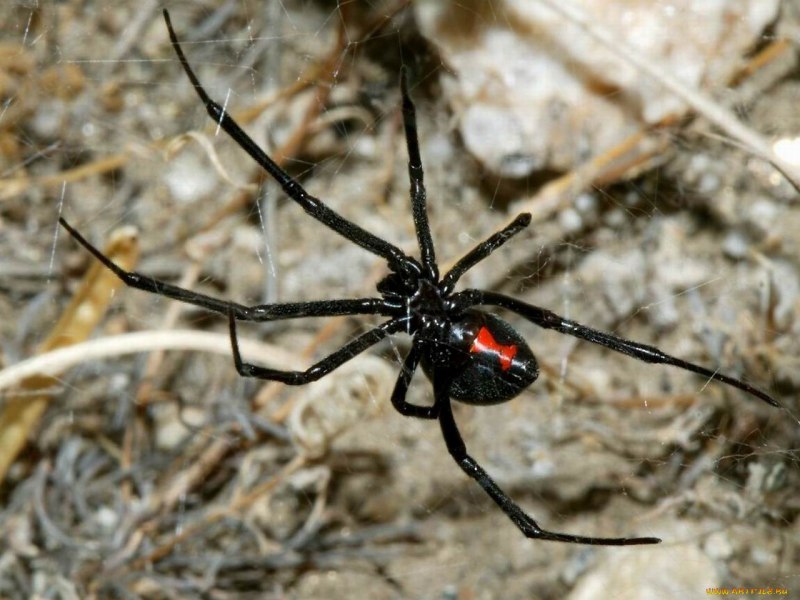 Каракурт Тарантул