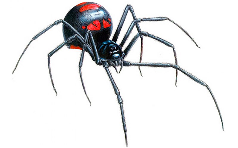 Latrodectus mactans (чёрная вдова)