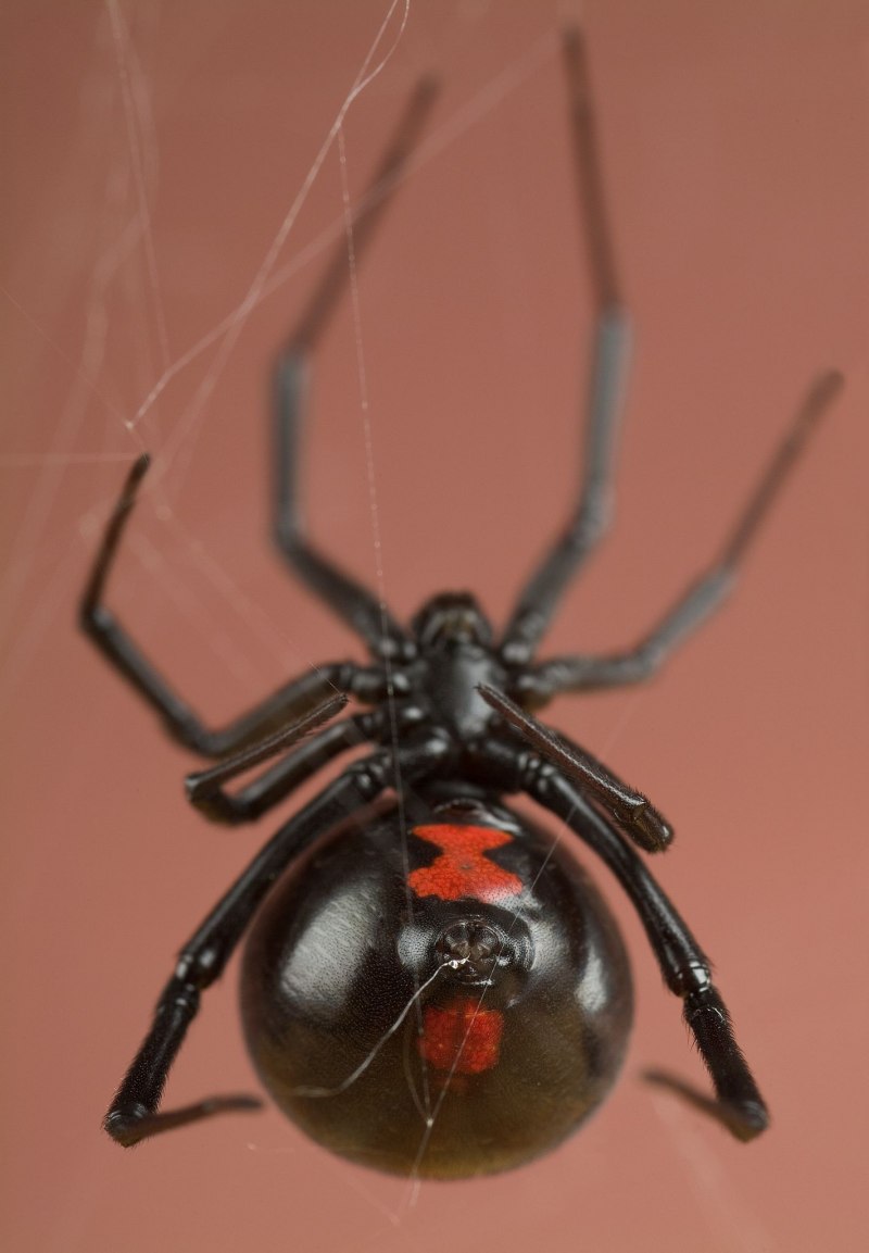 Latrodectus mactans (чёрная вдова)